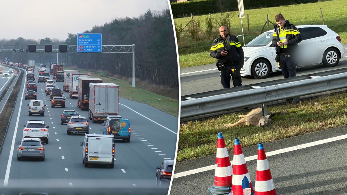 Dit gebeurt er met de aangereden wolf op de A1 bij Bathmen