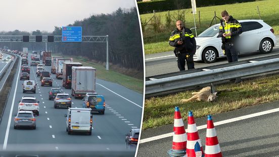 Dit gebeurt er met de aangereden wolf op de A1 bij Bathmen. Dit gebeurt er met de aangereden wolf op de A1 bij Bathmen.