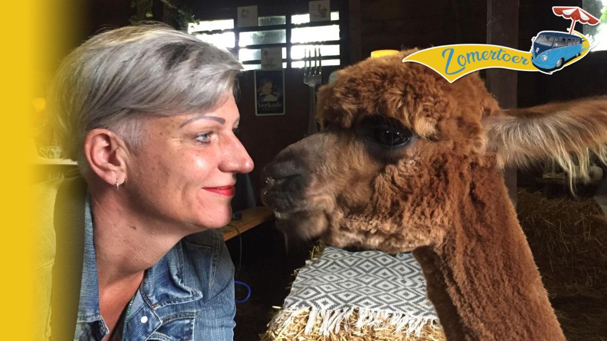 Knuffelen met alpaca's in Westmaas
