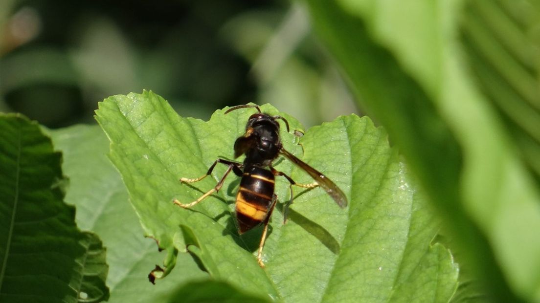 De Aziatische hoornaar in een tuin in Meppel.