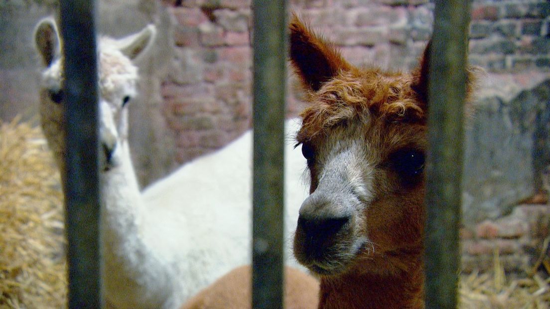 Twee rouwende alpaca's vinden in Zeeland troost bij elkaar