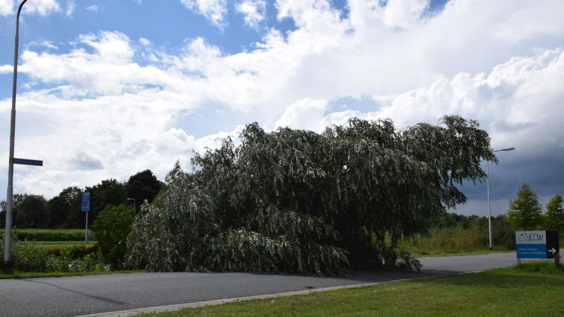 Omgevallen boom blokkeert de weg in Hardenberg