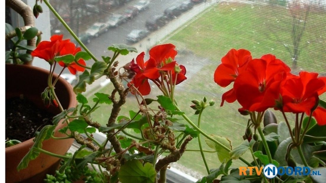 SP laat mensen achter de geraniums zitten - RTV Noord
