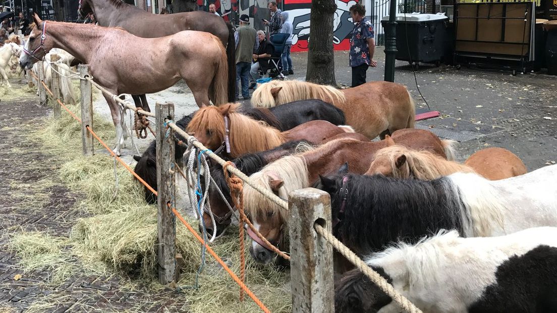 De paarden op de markt in Voorschoten