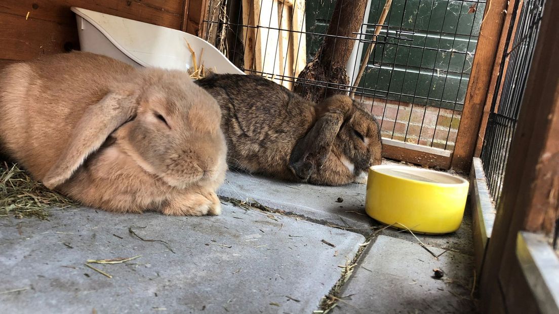 Deze konijnen doen een dutje.
