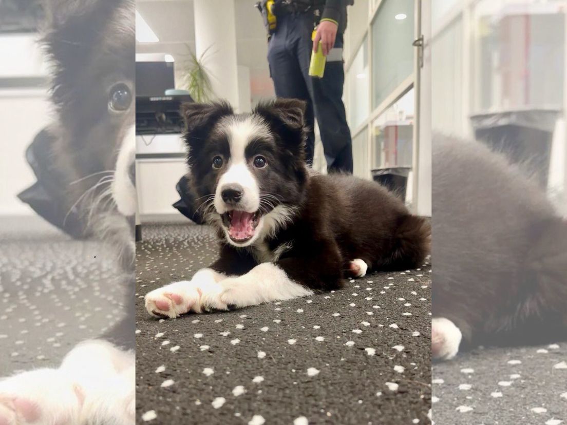 De pup is opgevangen en wordt verzorgd.