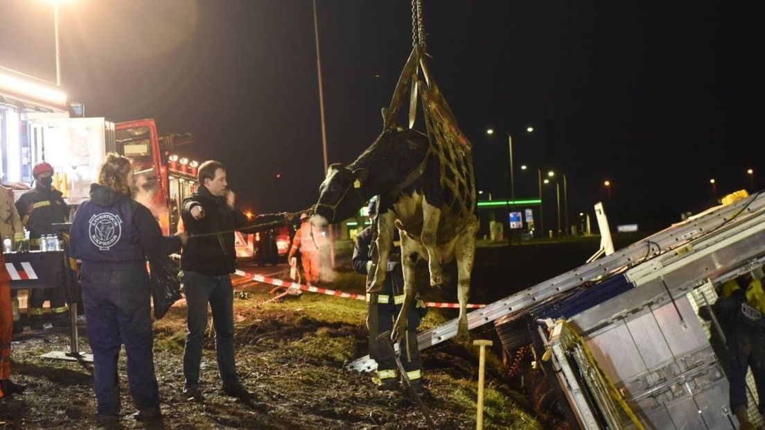 Een kraan takelt een koe uit de sloot