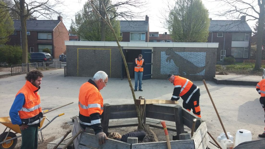 De Anne Frank Montessorischool in Doesburg krijgt vrijdag een nieuwe Anne Frankboom. Op 21 maart werd de boom, die op het schoolplein stond, onherstelbaar vernield.