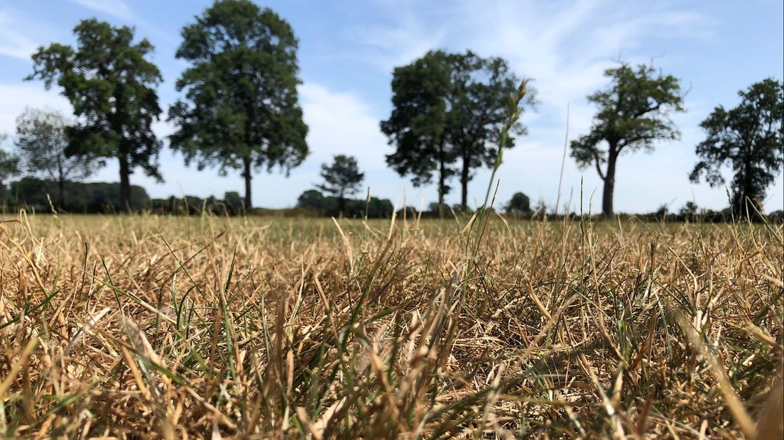 Droogte op het land van melkveehouder Truitman