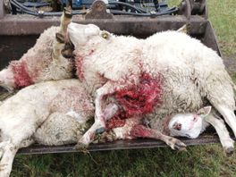 Zestig schapen afgeslacht door wolf, maar 'geen subsidie voor wolfwerende hekken'