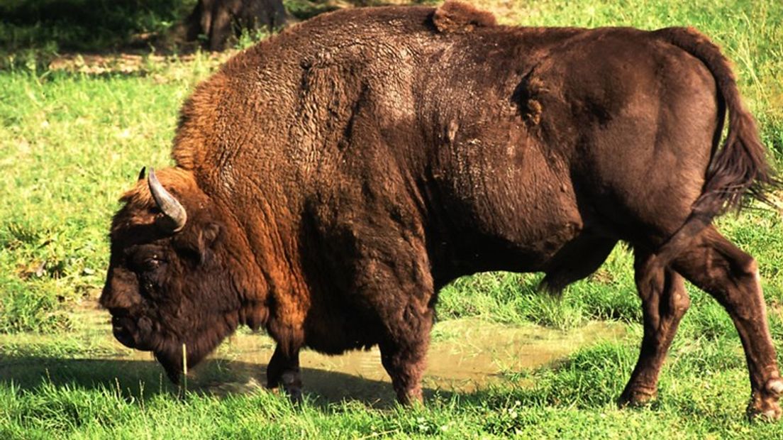 Een half jaar geleden werden ze uitgezet bij Radio Kootwijk; drie wisenten. Europese bizons die met uitsterven worden bedreigd. Binnen een maand werd een kalfje geboren, maar overleed ook een volwassen stier. De twee koeien en het kalfje doen het na een half jaar op de Veluwe goed.
