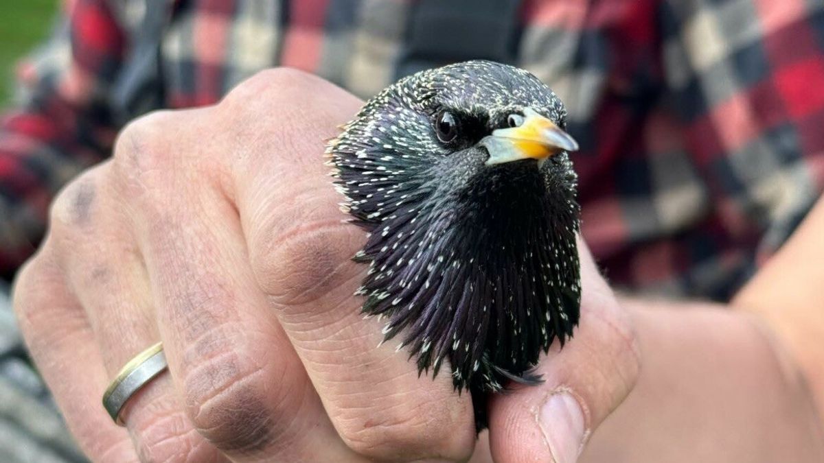 Brandweer rukt uit voor bijzondere reddingsactie in Hindeloopen: 