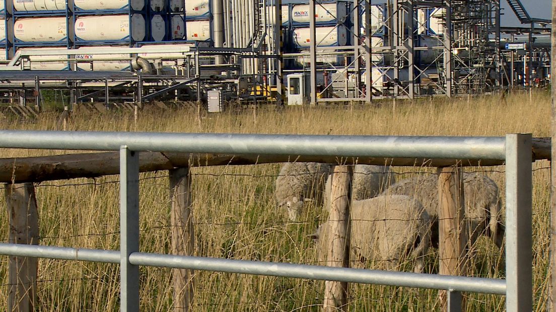 Schapen grazen op terrein Dow