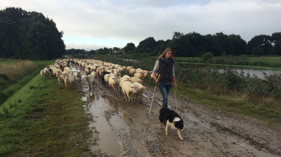 Herder in opleiding Tamara van den Bosch (Rechten: Petra Wijnsema / RTV Drenthe)