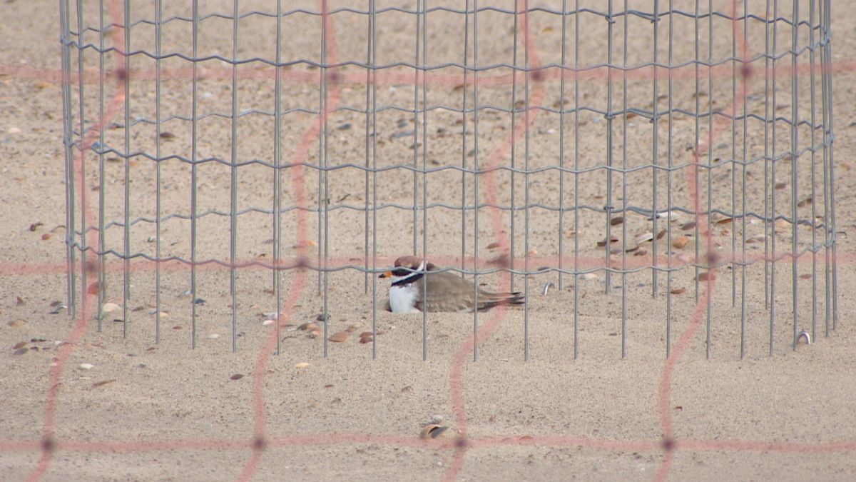 Vogel in kooi gezet op het strand bij Vrouwenpolder, voor zijn eigen bestwil