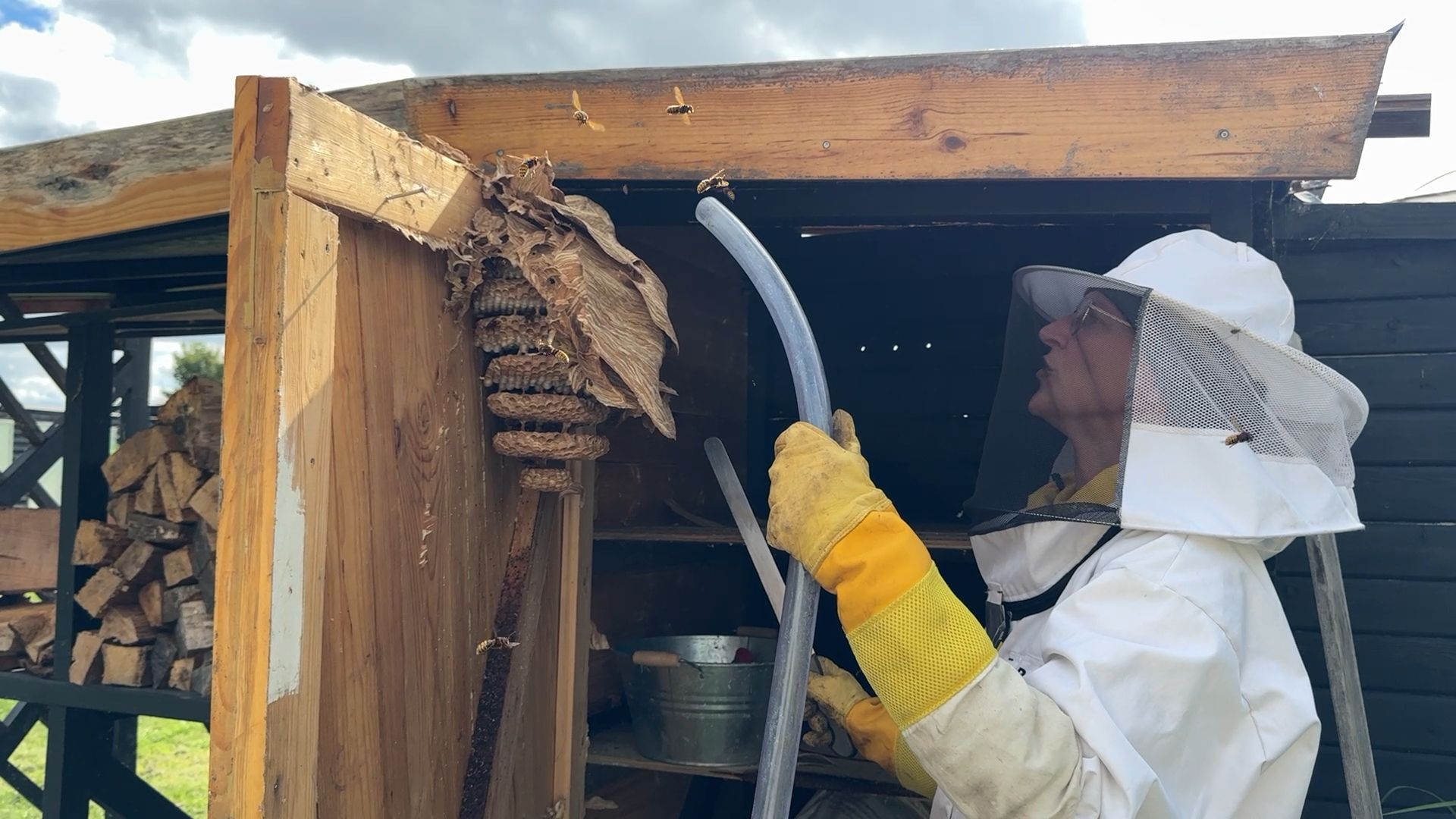 Zo verwijder je op een diervriendelijke manier een wespennest