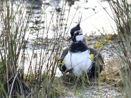 De hoogwaterpiek zorgt voor een kaalslag in de nesten weide- en watervogels