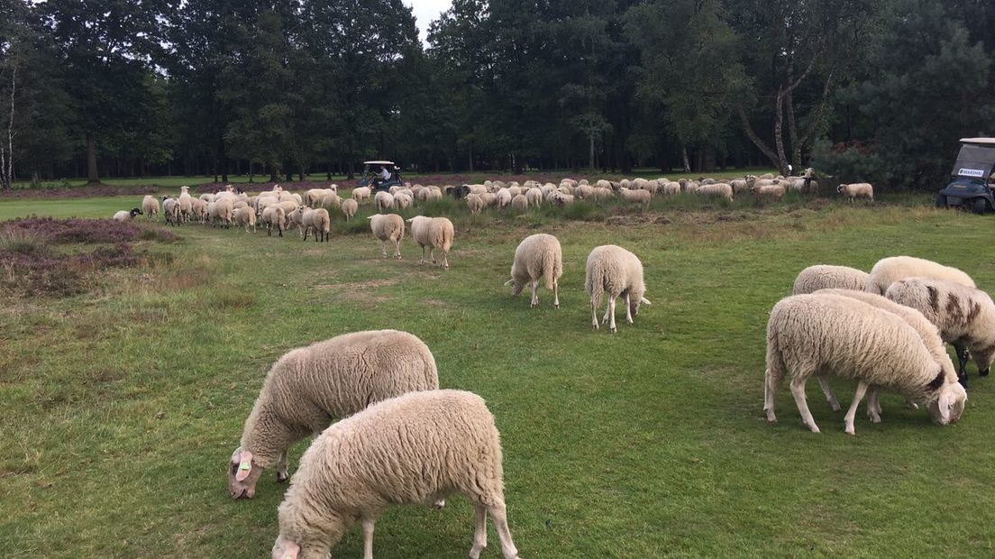 De schapen langs de baan (Rechten: RTV Drenthe/Ineke Kemper)