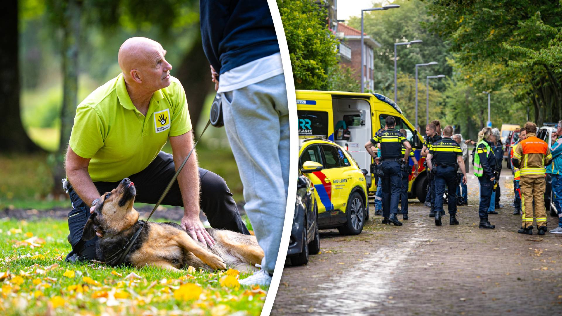 De hond wordt geholpen door het aanwezige dierenambulancepersoneel
