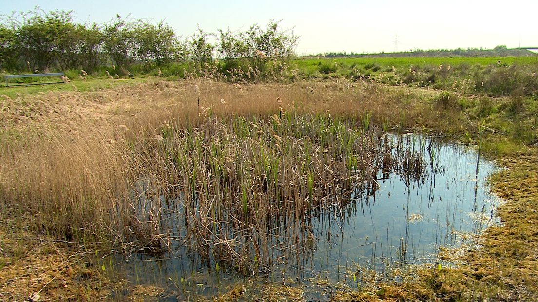 Het Vrouweputje in de polder bij 's-Heer Arendskerke