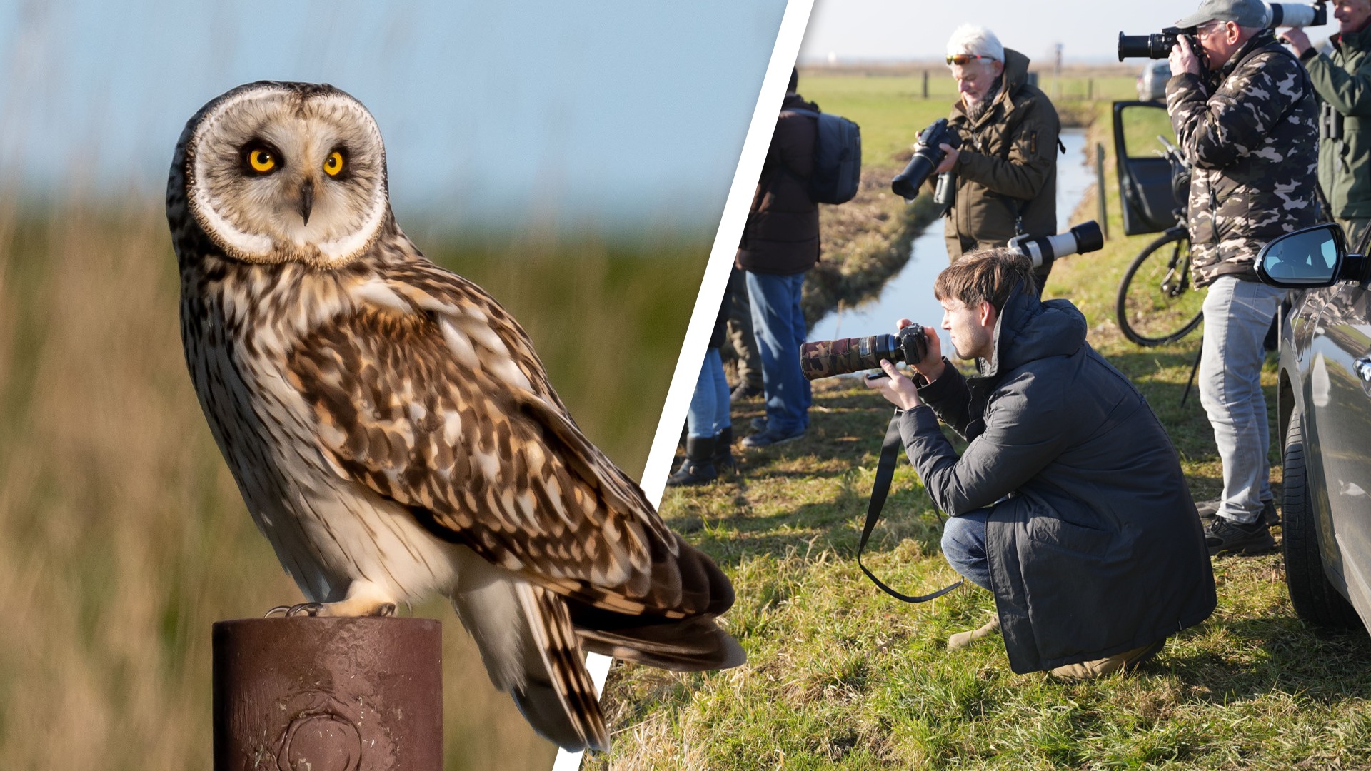 Eemdijk overspoeld door vogelliefhebbers voor velduil