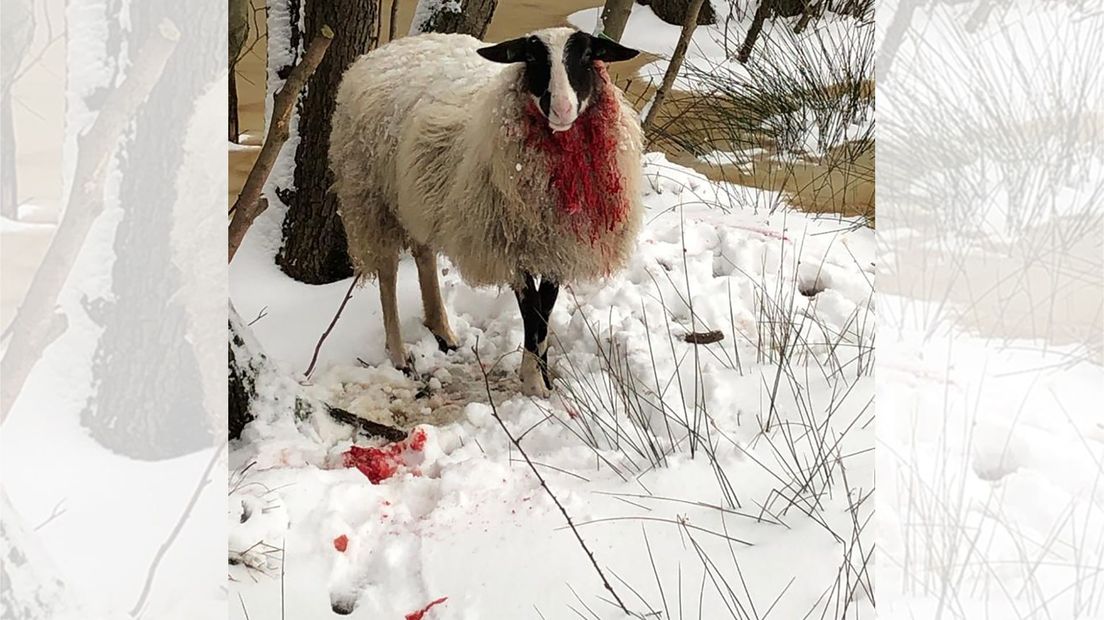 Een van de gewonde schapen op het Uffelter Binnenveld