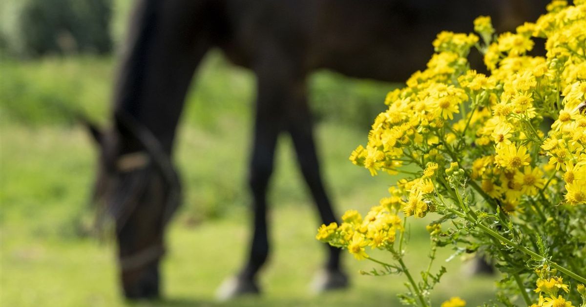 Farmers and gardeners name for presidency motion towards toxic plant: “It kills animals”