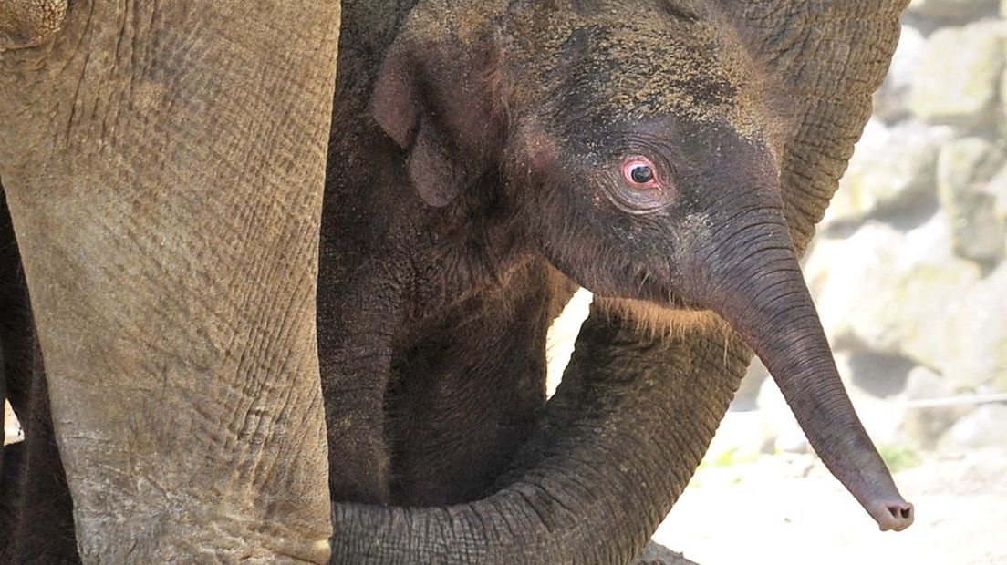 Het pasgeboren olifantje Thura