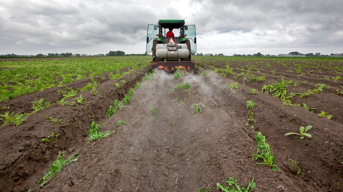 Een agrariër maakt gebruik van biologische akkerbouw, zodat er geen bestrijdingsmiddelen hoeven worden gebruikt (Rechten: ANP)