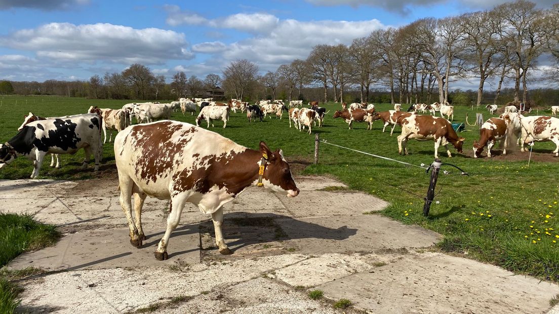 De koeien lopen weer in de wei