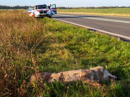 Wolf dood langs N391 bij Emmen