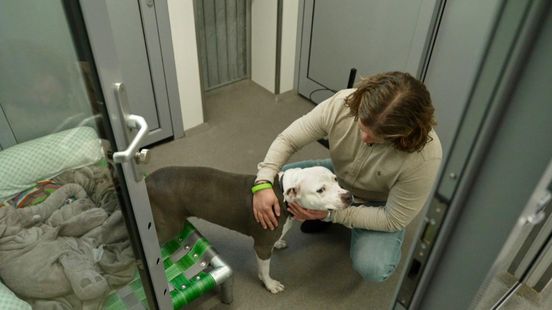 Dierenasiel bestaat een jaar, maar Bomba, Moppie en Kwak hebben nog geen nieuw baasje