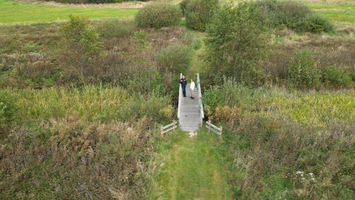 Herfstbloeiers in waterwingebied Annen-Breevenen