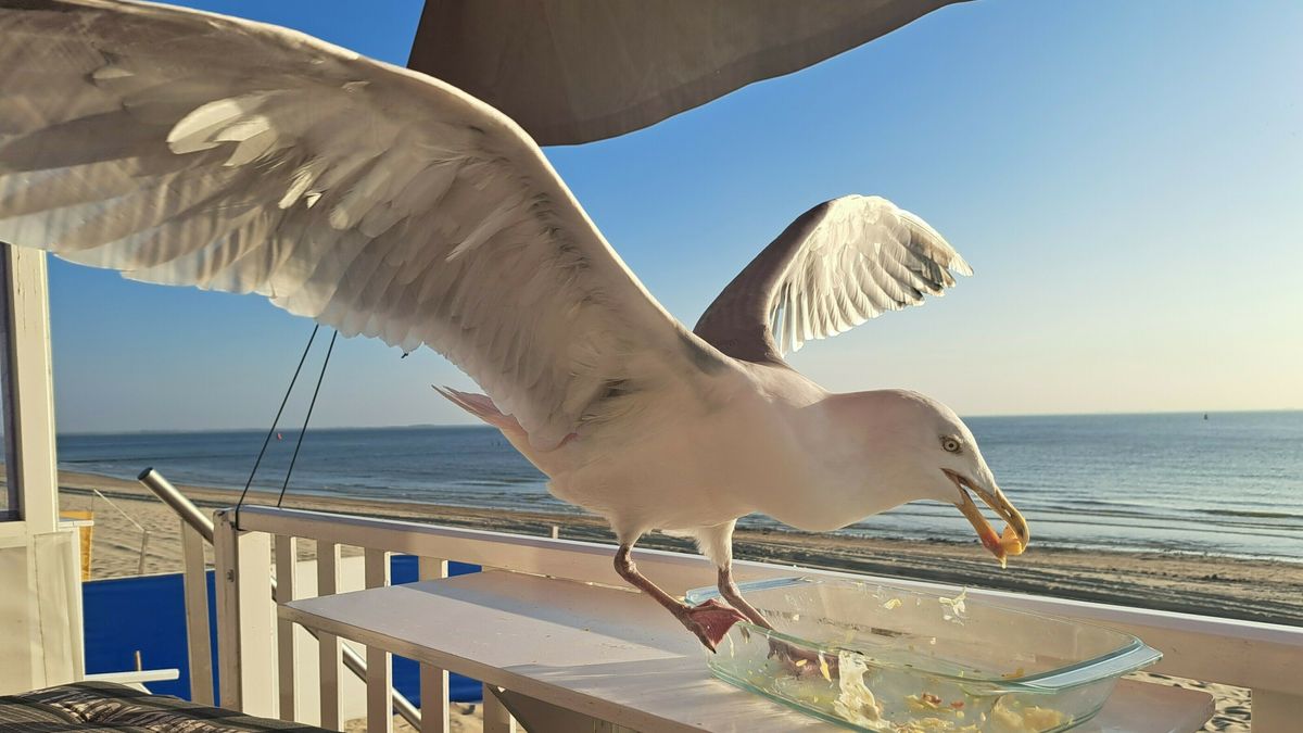 Jantje schrokt al twaalf jaar zijn eten naar binnen bij hetzelfde strandhuisje