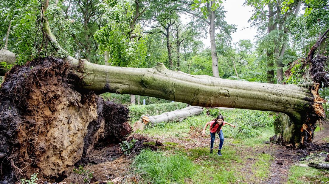 Losgerukte bomen in Leersum.