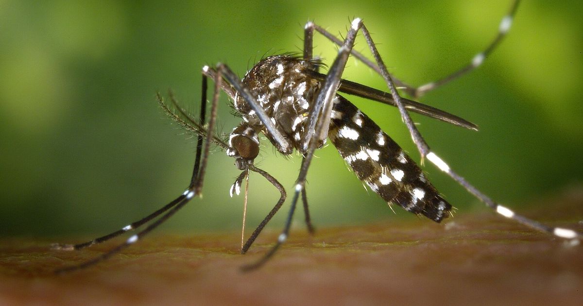 Assen rimane un punto caldo per la zanzara tigre asiatica nel nord dei Paesi Bassi