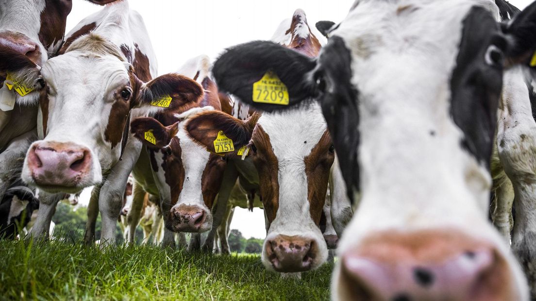 Vooral boeren worden getroffen door de maatregelen van het kabinet