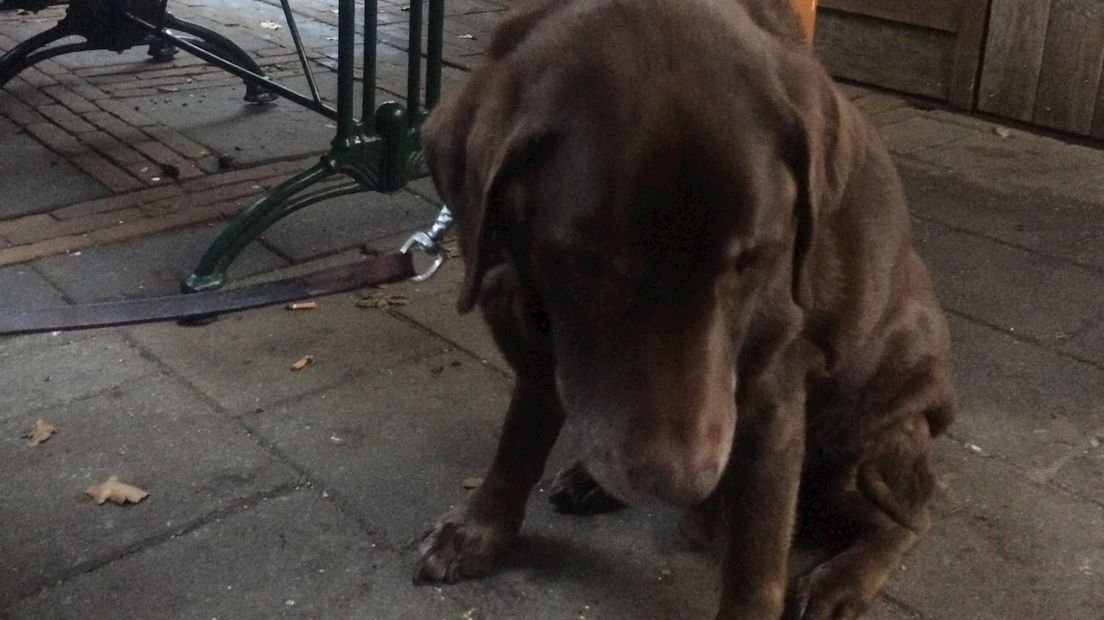Bruine labrador achtergelaten bij kinderboerderij in Enschede