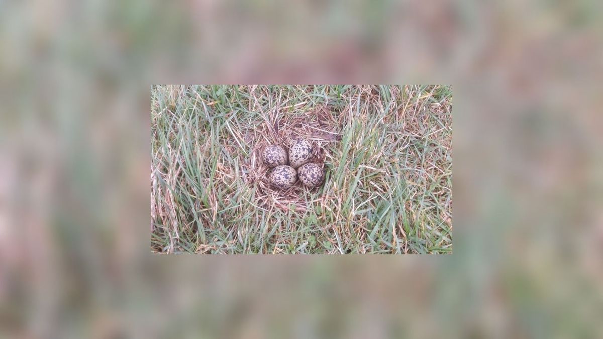 Bijzonder: 'Broedsje' gevonden in de Filenspolder bij Witmarsum