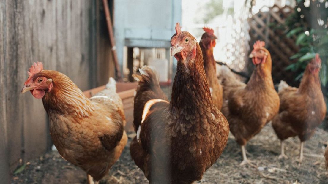 Wat vinden vogels eigenlijk van de ophokplicht?