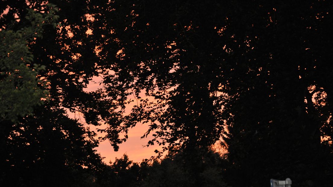 Roze lucht tussen de bomen door (Rechten: Thea Seuren)