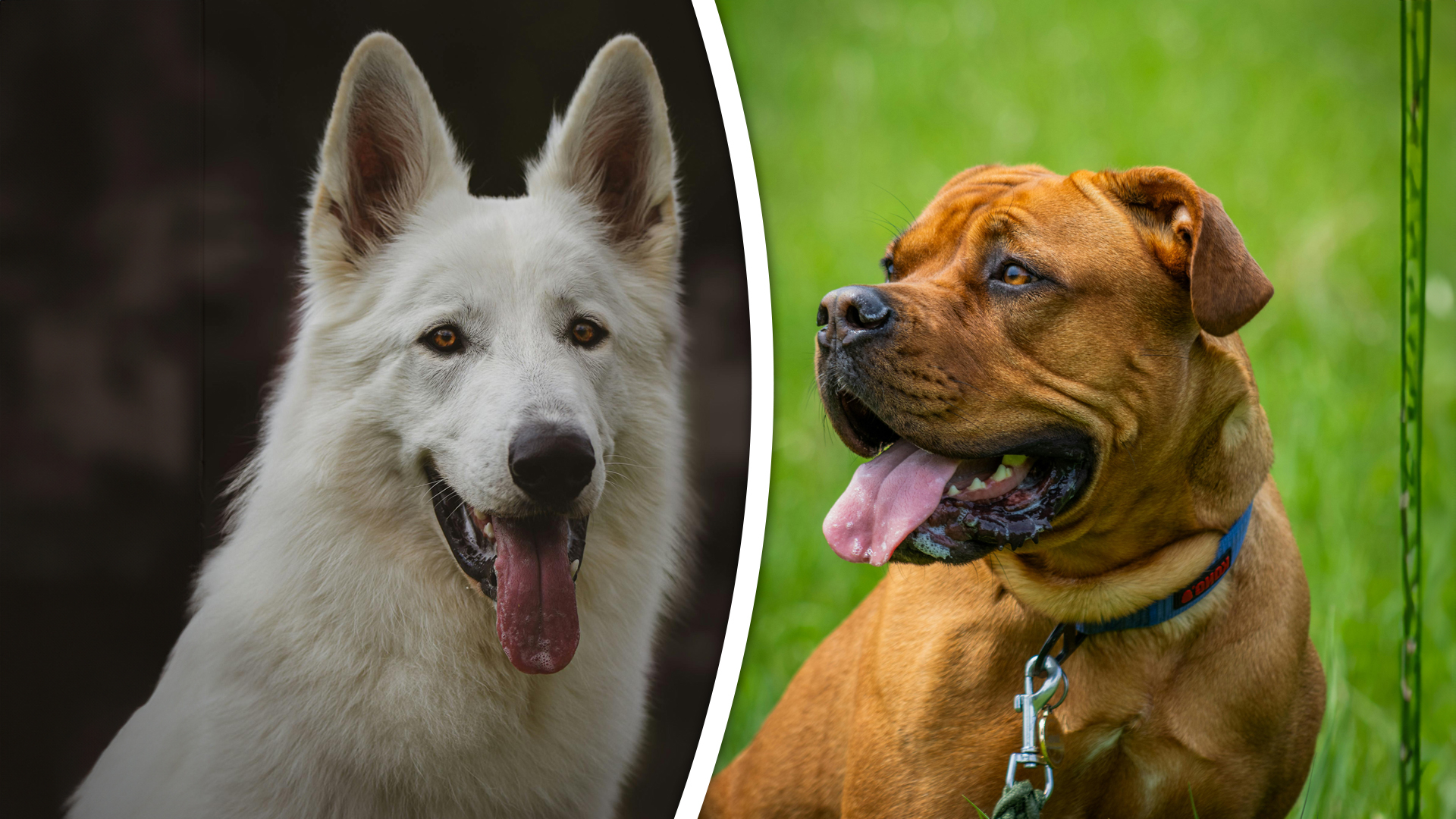 Een witte herder en een Bordeaux Dog (niet de honden in kwestie)