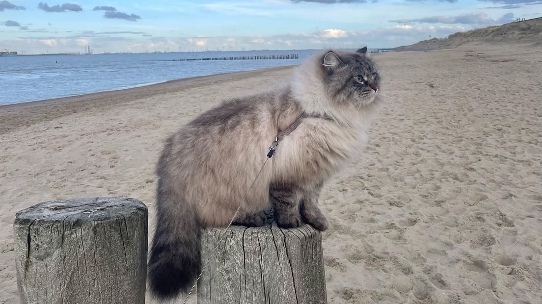 Deze brengt een bezoekje aan het strand bij Breskens