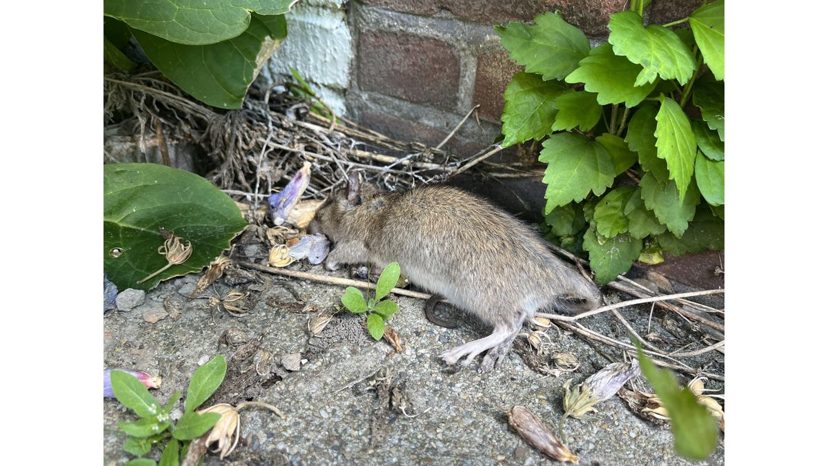 Schot in de zaak: ratten in IJzendijke worden bestreden