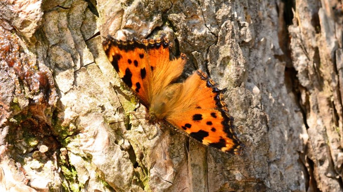 De Grote Vos, een zeldzame vlinder.