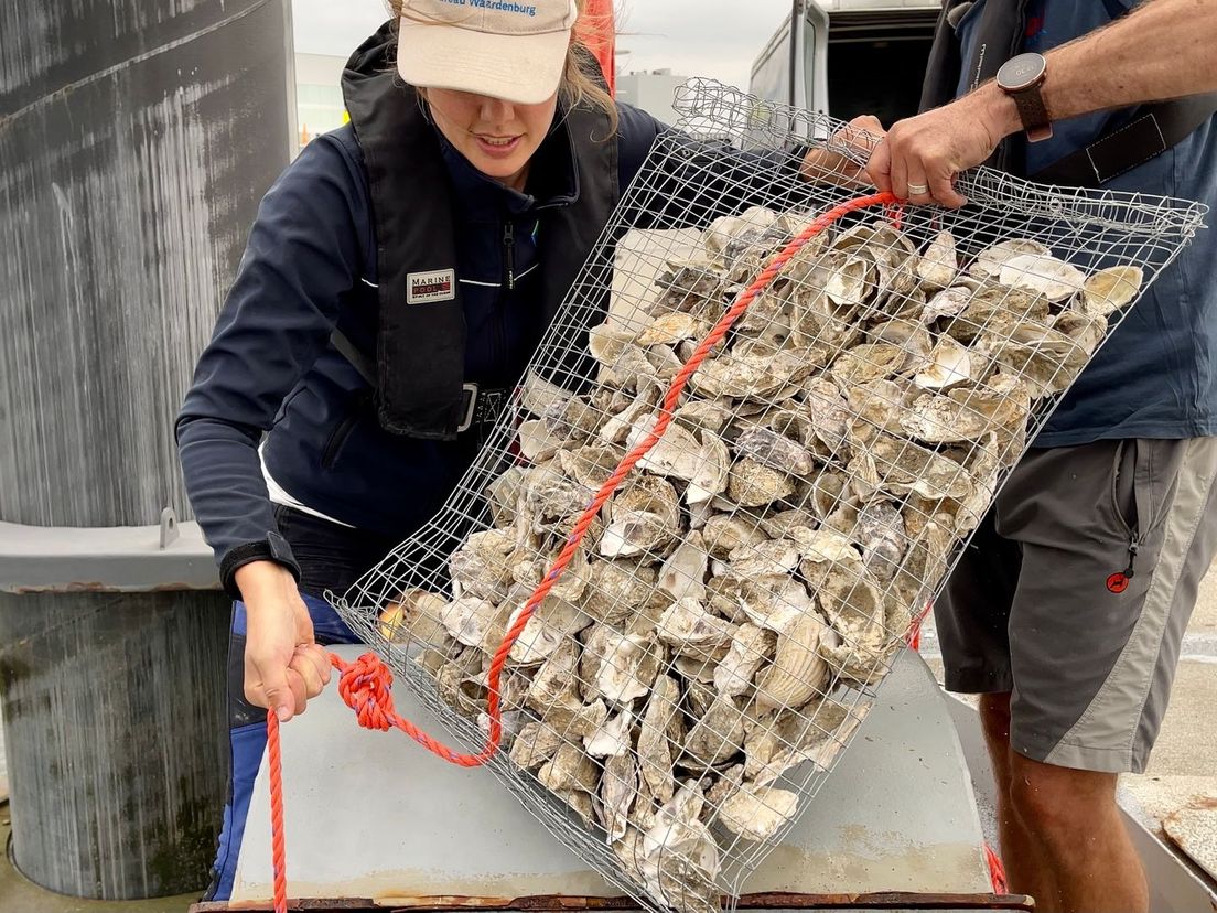 Tassen vol oude oesterschelpen worden te water gelaten