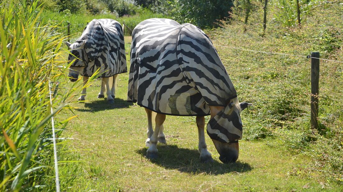 Paarden in Zoutelande