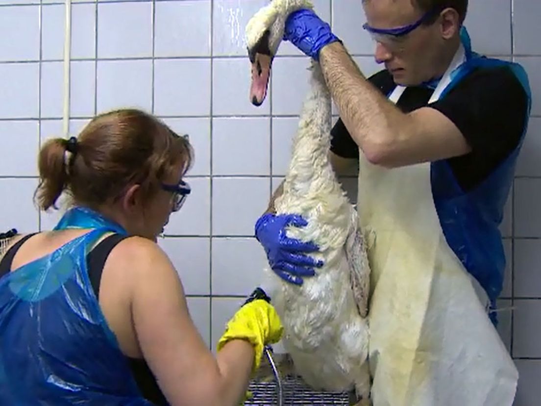 Vogelklas Karel Schot in Rotterdam maakte de zwanen schoon met afwasmiddel en water onder hoge druk