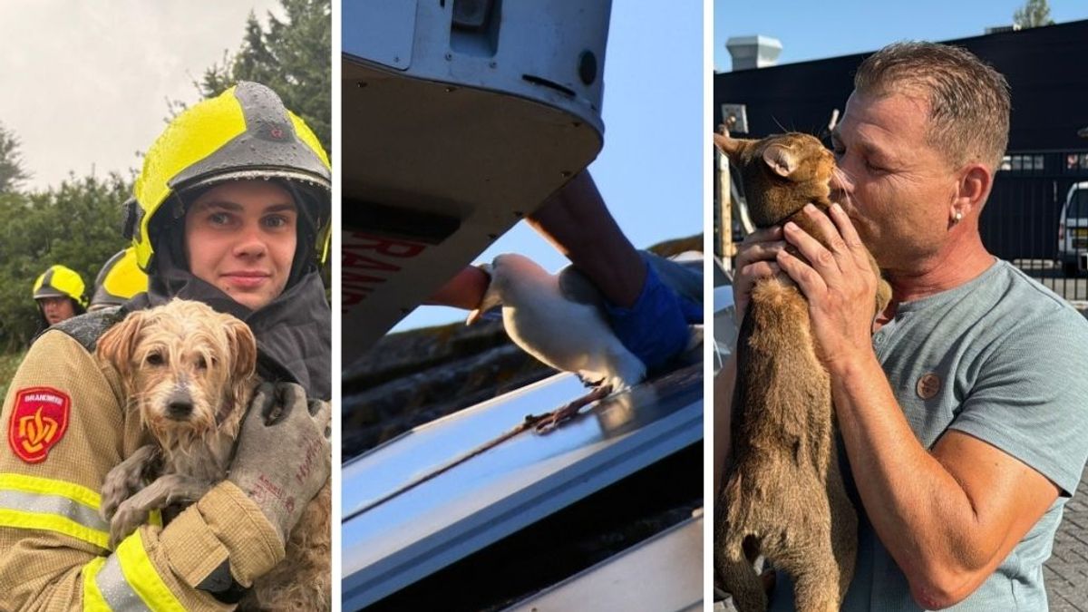 Deze dieren werden in Zeeland gered: van een kat in de glasbak tot een achtergelaten hond in het bos