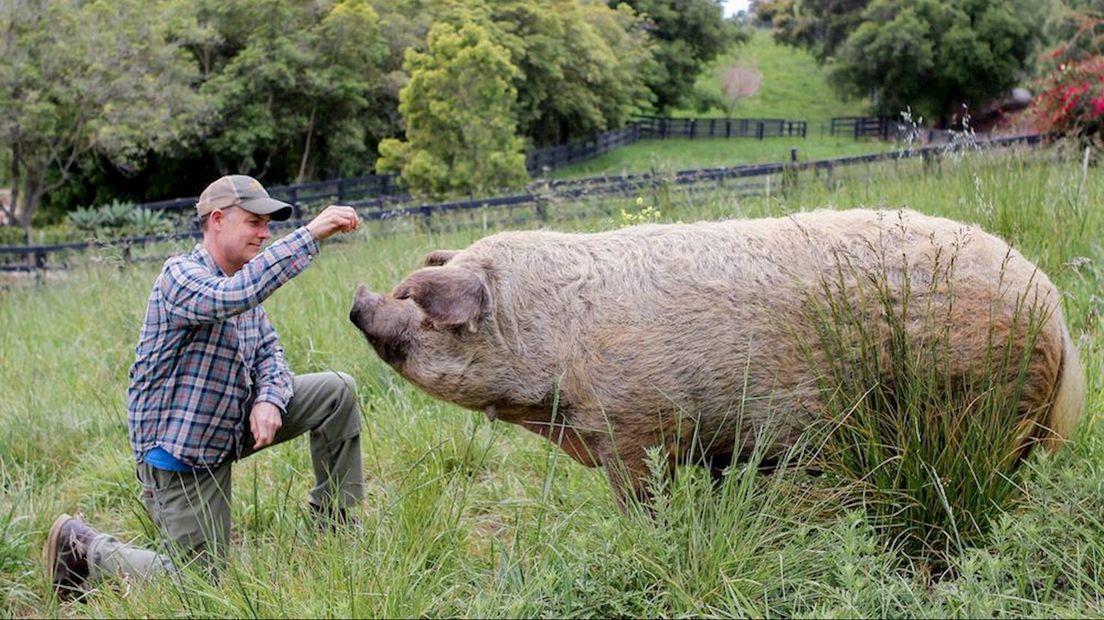 Emma het varken uit de film 'The Biggest Little Farm'